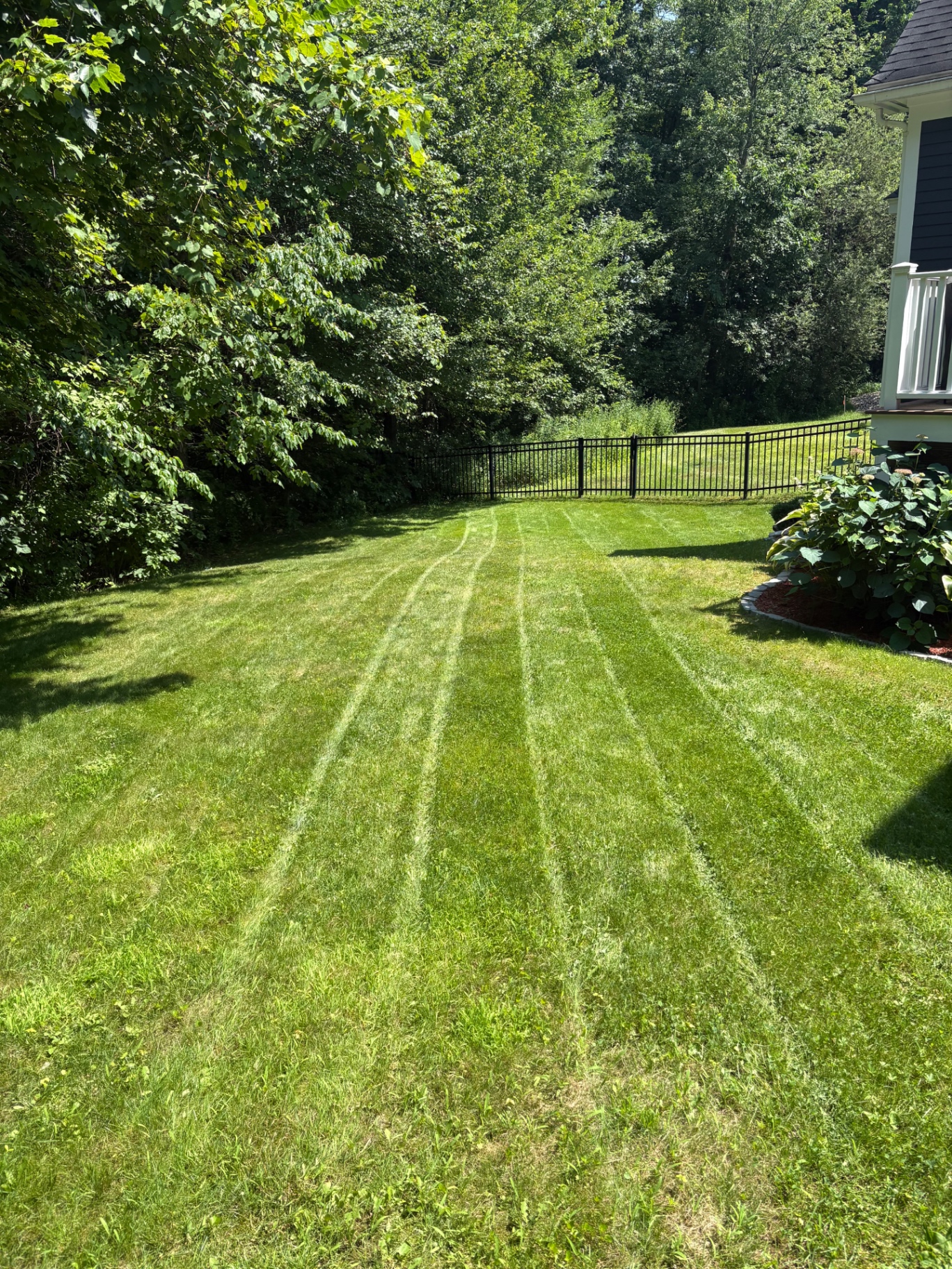 Backyard lawn freshly mowed with sharp stripes