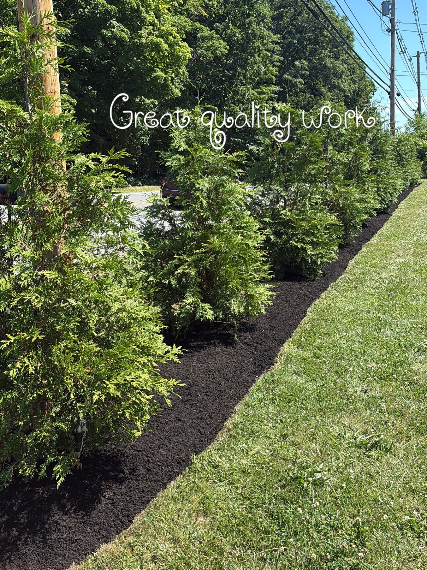 Fresh mulch bed with newly planted arborvitae hedge