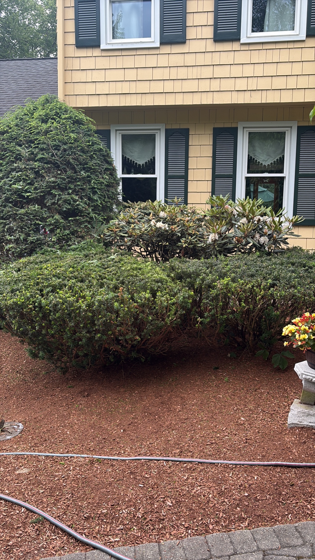 Precision-trimmed shrubs and hedges by the home